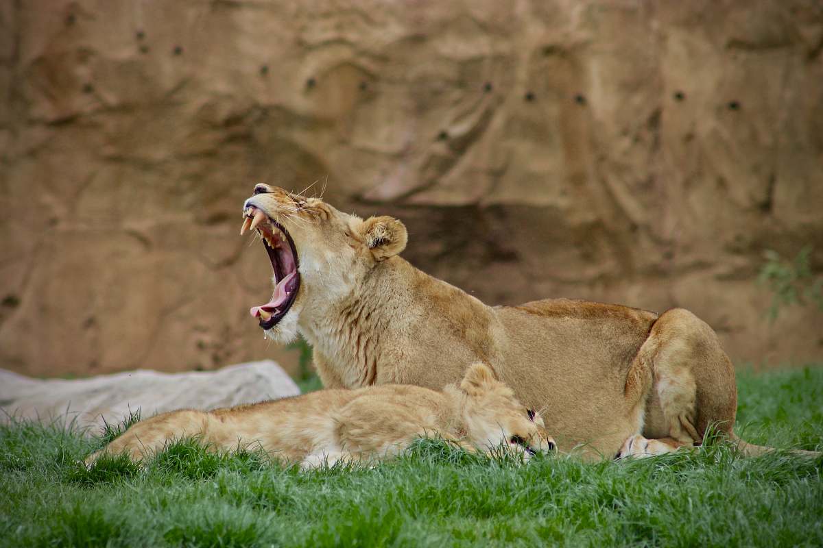 animal yawning lioness lying on green grass field lion