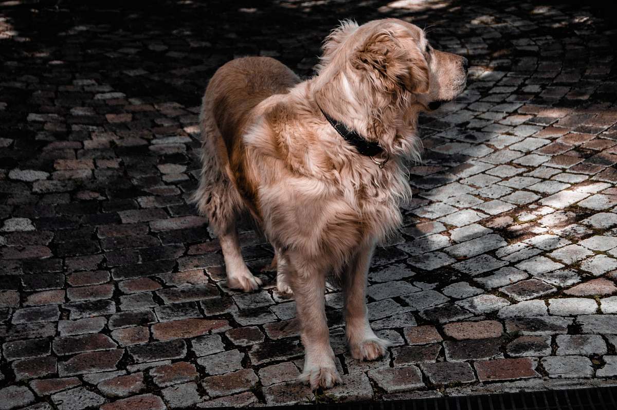 walkway adult golden retriever on focus photography pavement