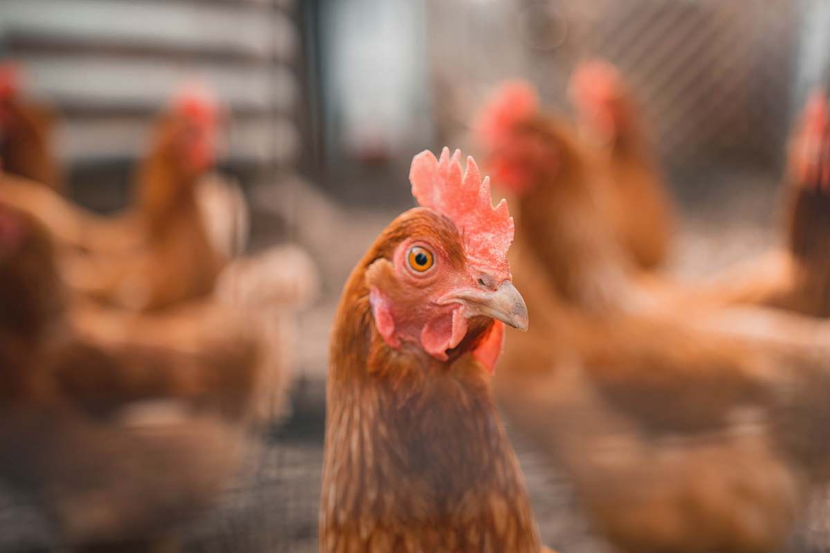 bird selective focus photography of brown hen fowl