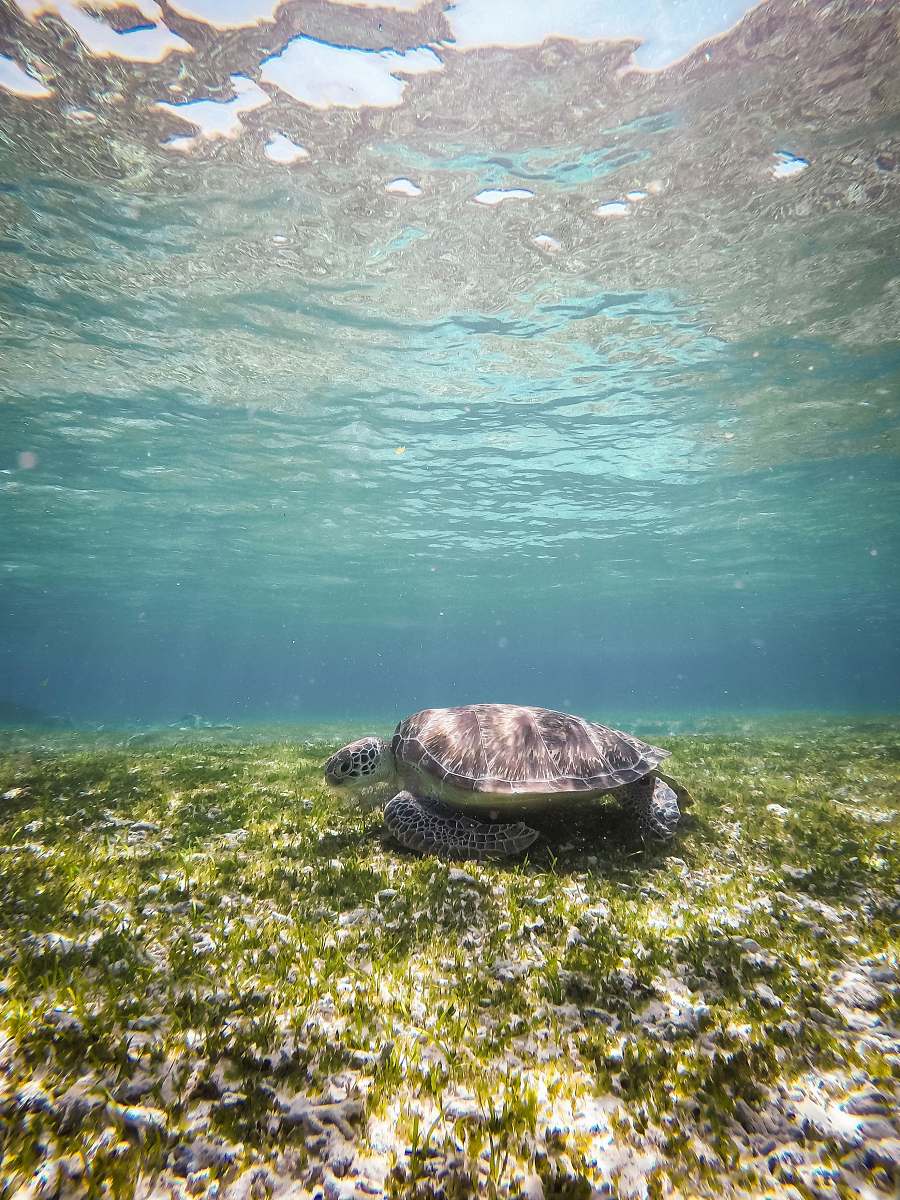 animal black turtle at water sea life