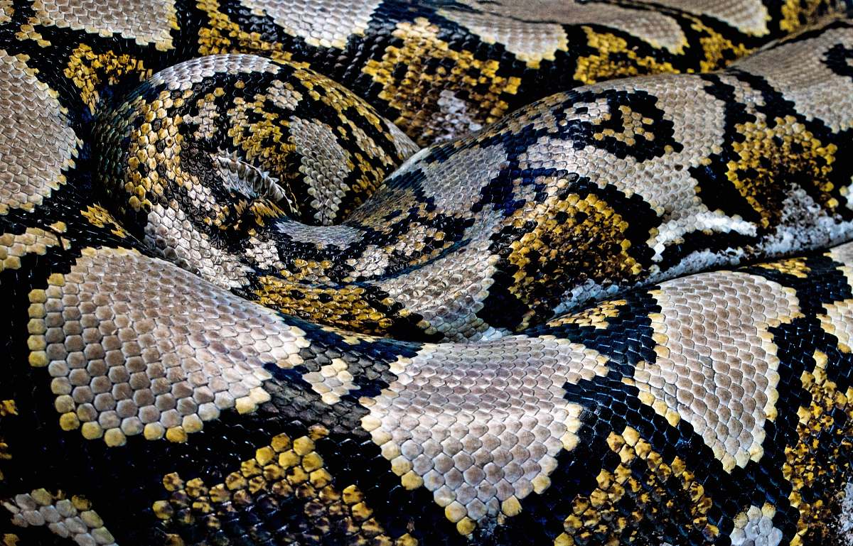 animal black, yellow, and gray python snake