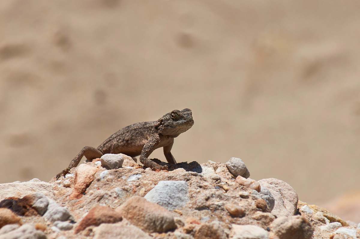 animal brown lizard on brown rock lizard