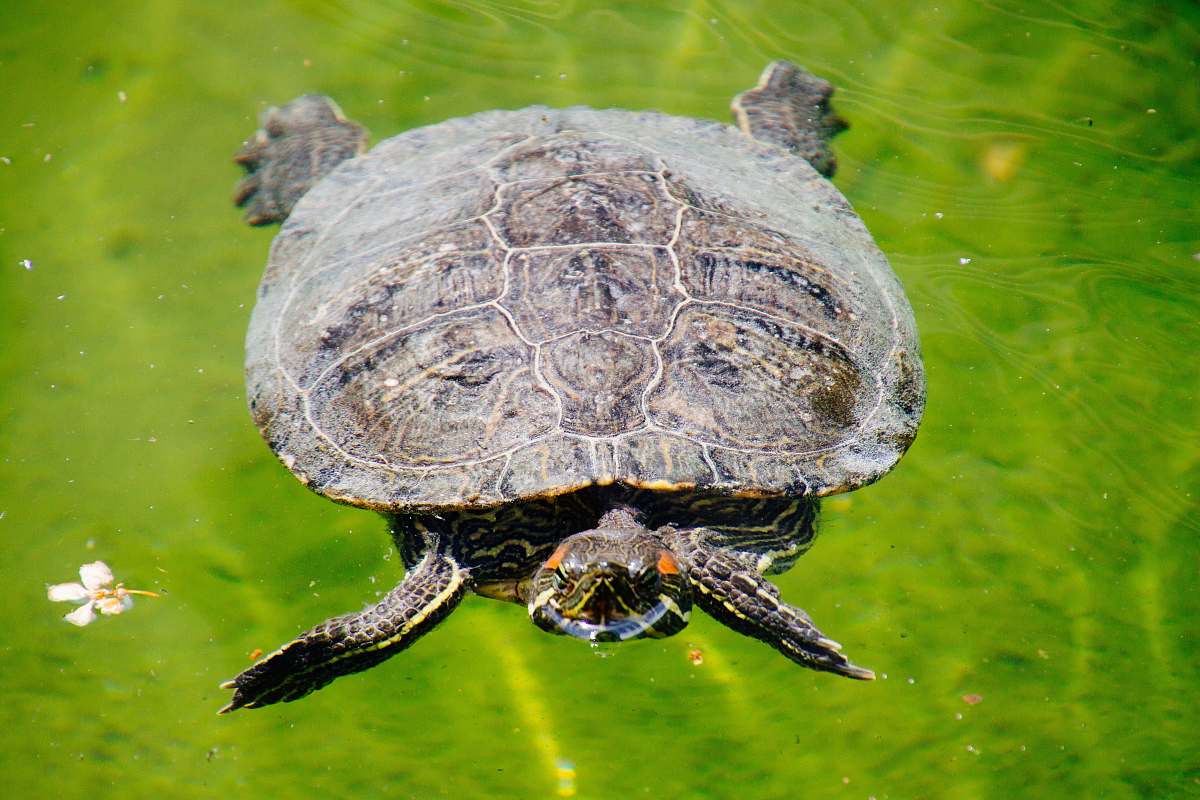 animal grey and brown turtle sea life