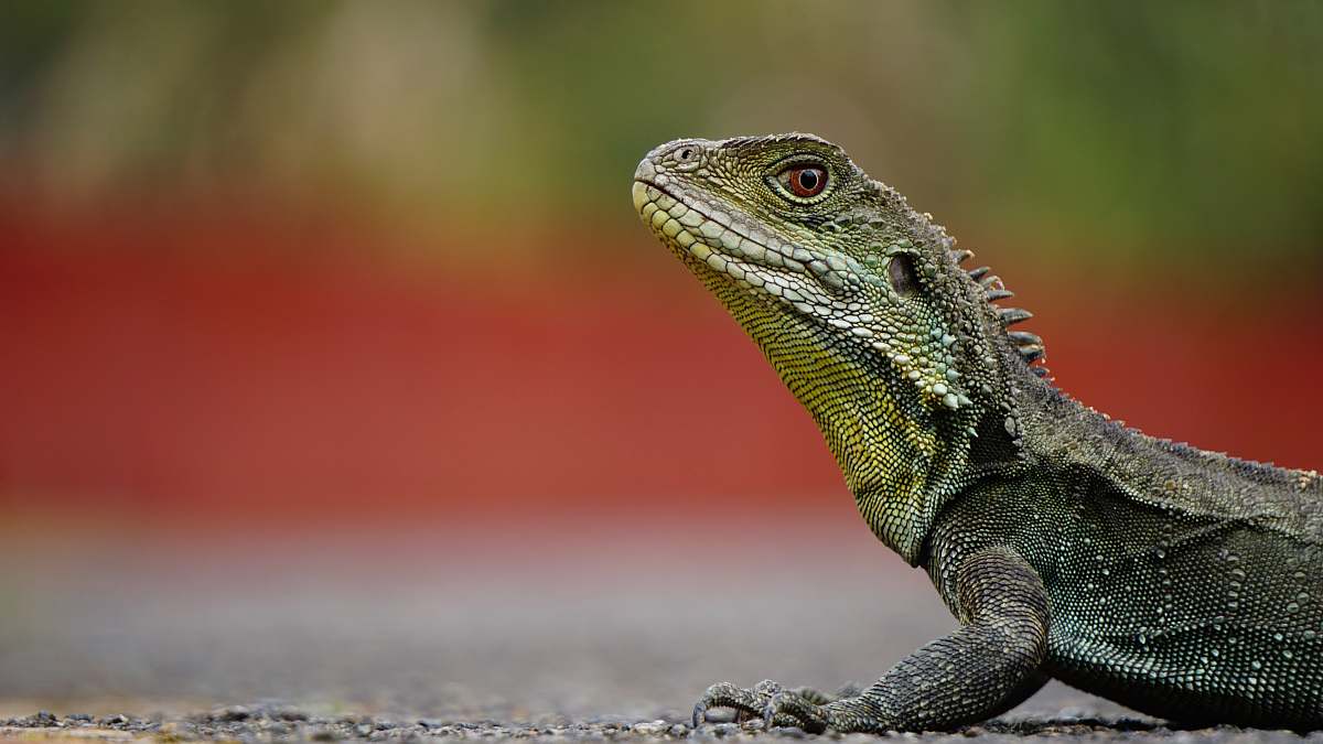 lizard macro photography of green iguana on brown surface animal