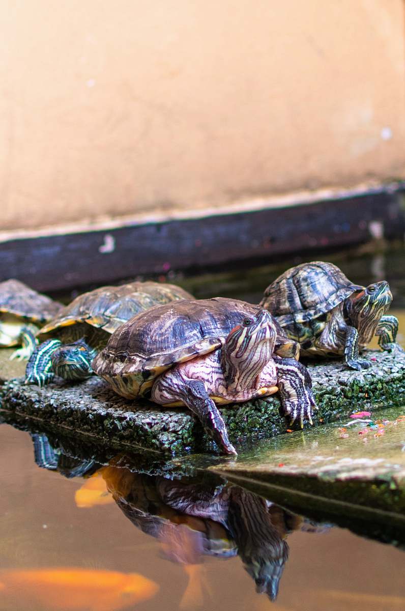 turtle turtles in water sea life