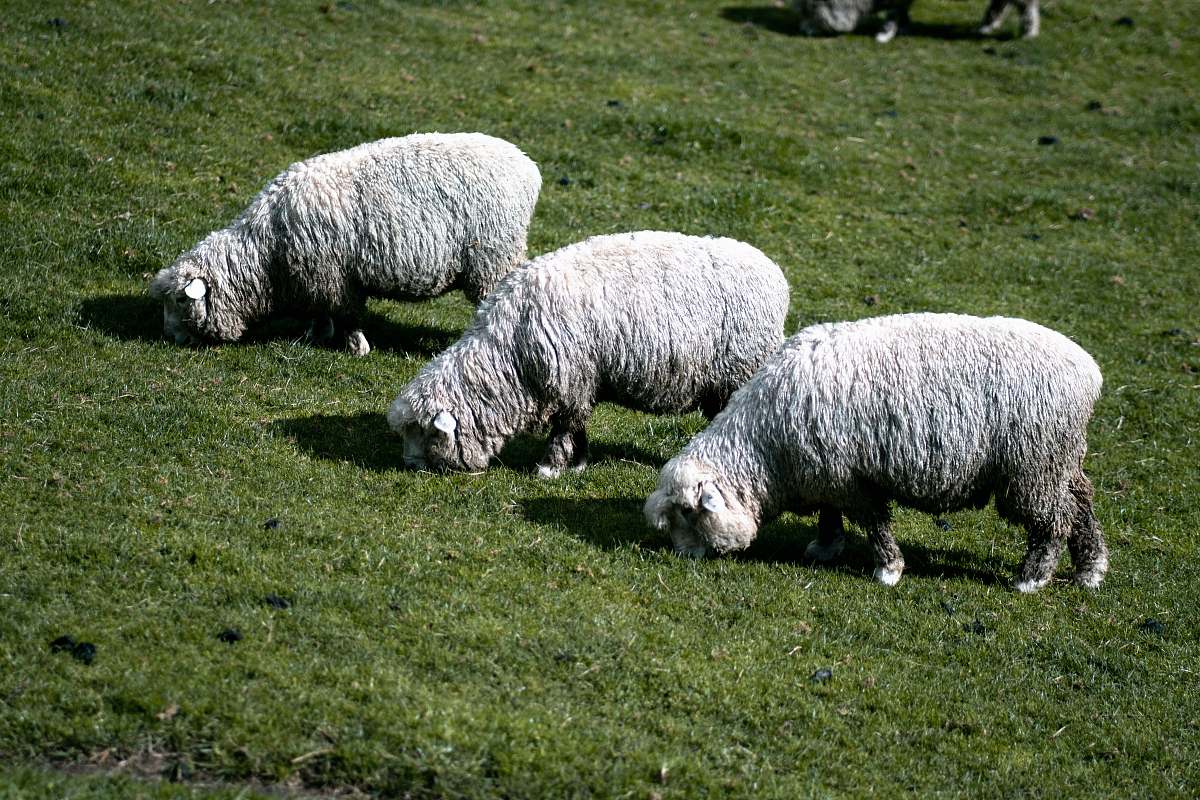 animal three sheep eating grasses mammal