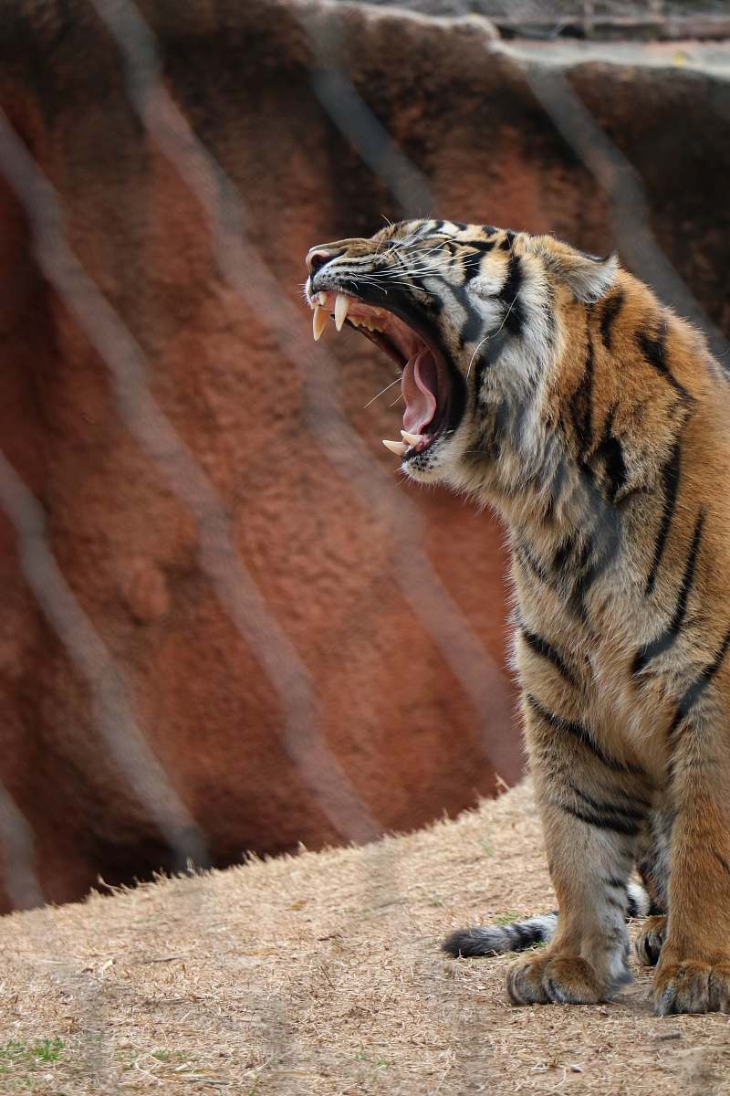 wildlife black and brown tiger on cage mammal