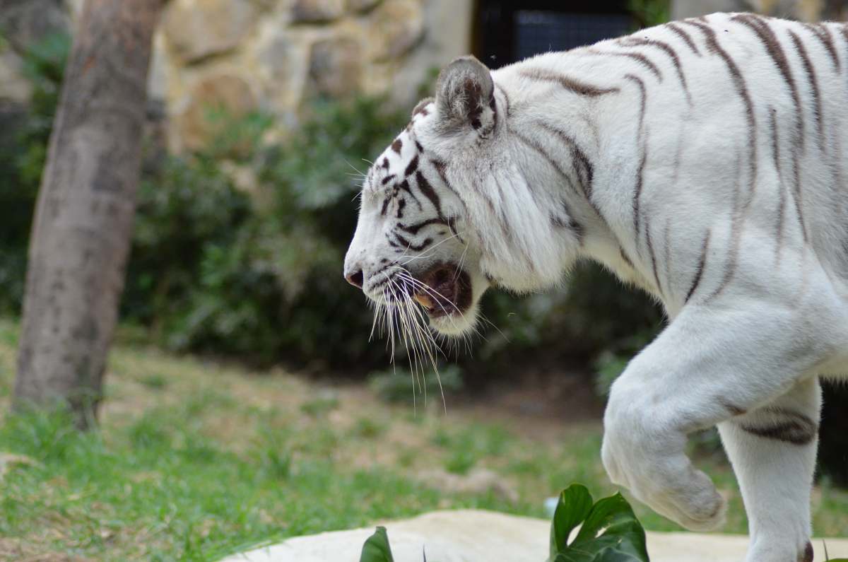 mammal white tiger wildlife