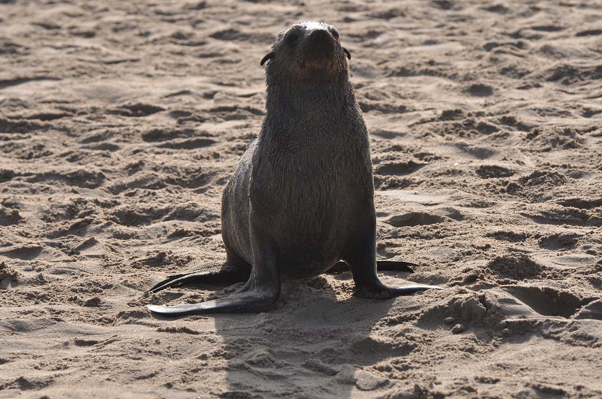 mammal  animal
