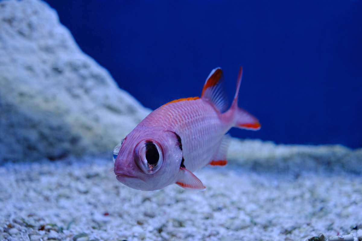 fish pink and gray fish aquatic