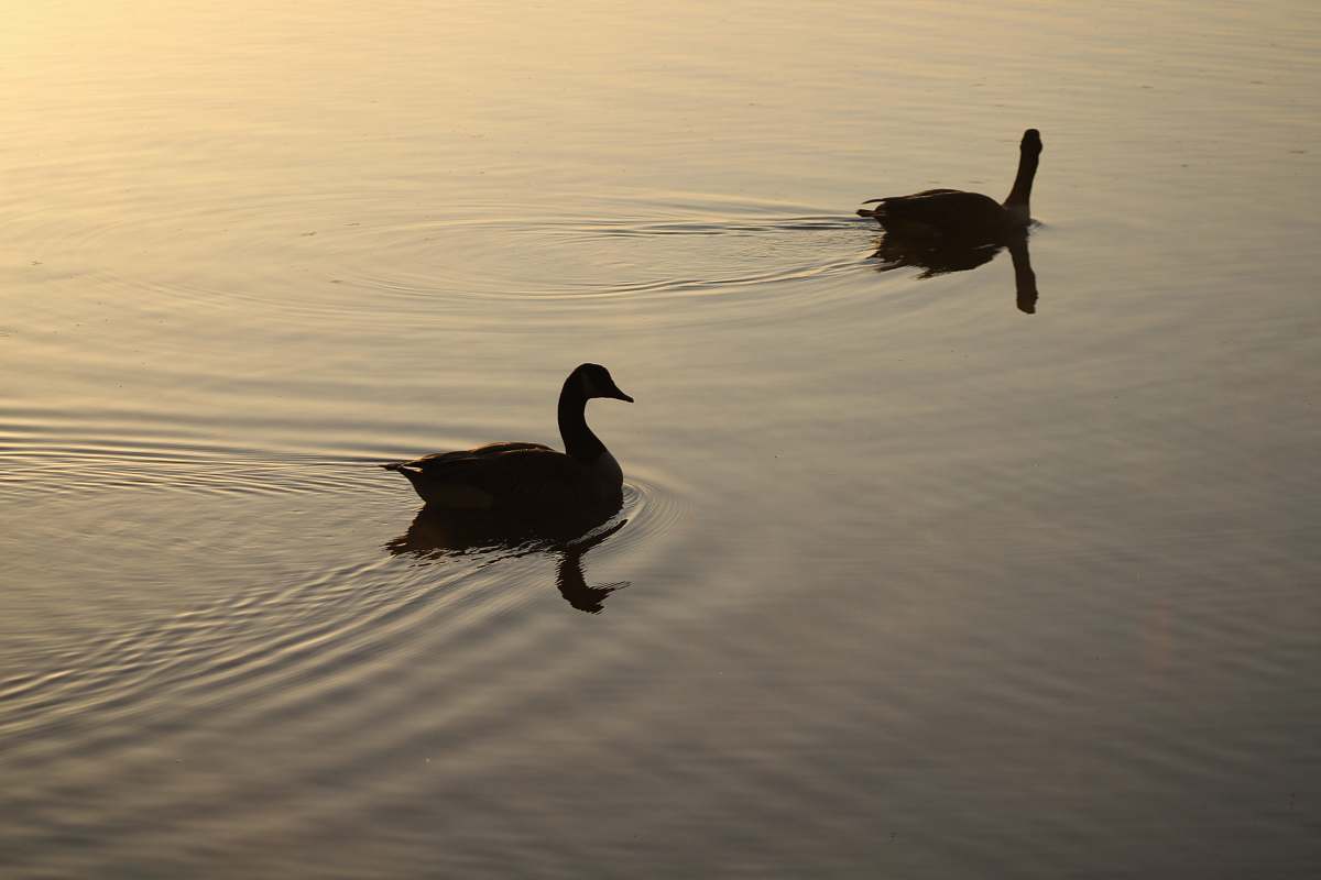 animal two geese in body of water bird