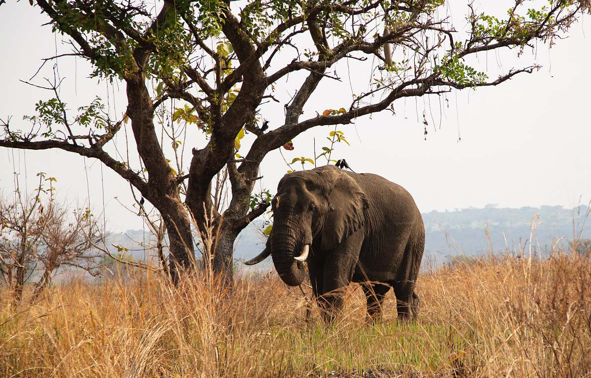 elephant black elephant mammal