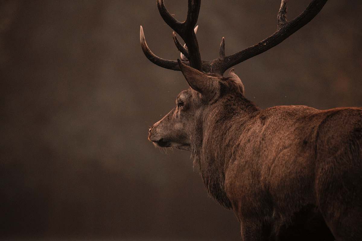 mammal brown and black deer head deer