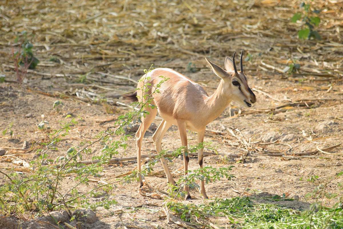 antelope brown deer photograph mammal