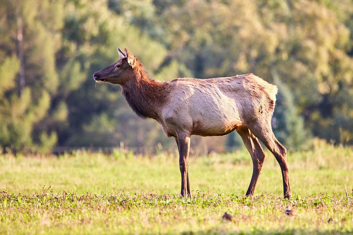 animal brown deer standing on grass field elk