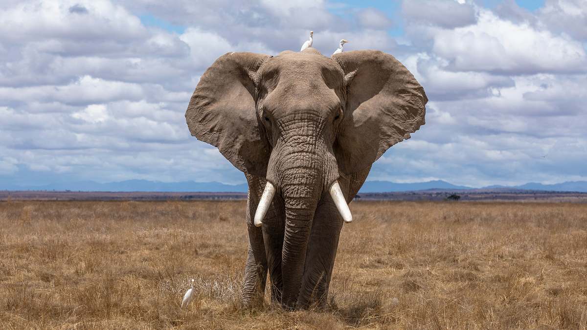 animal elephant walking during daytime elephant