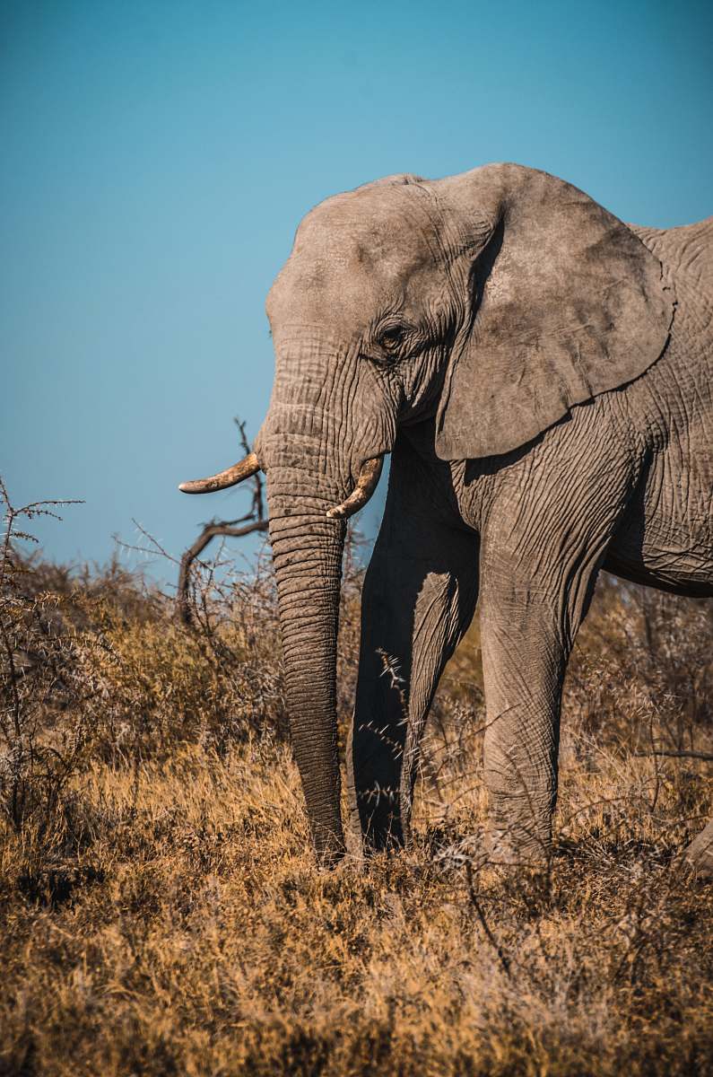 elephant grey elephant mammal