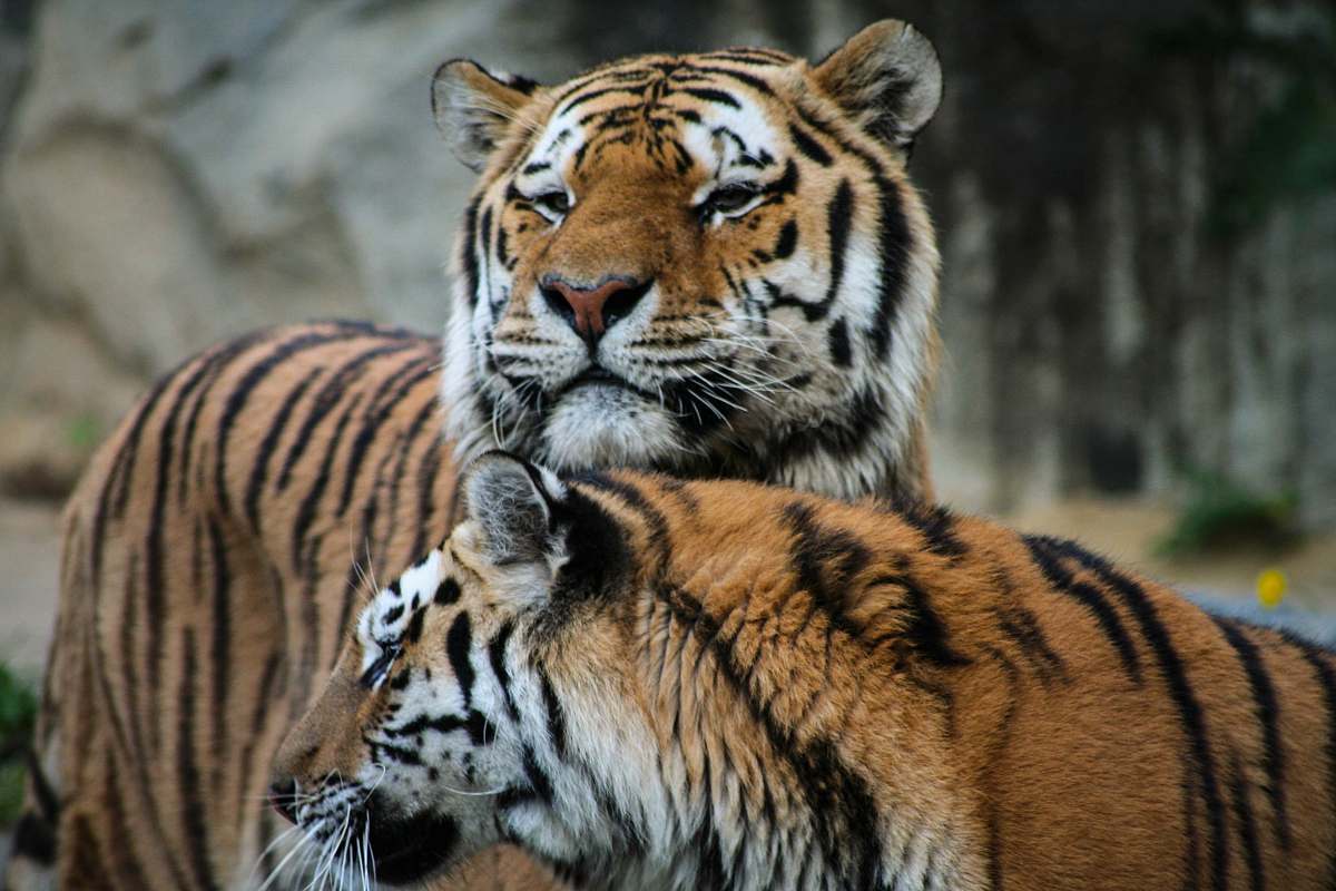 tiger two brown-and-black tigers mammal