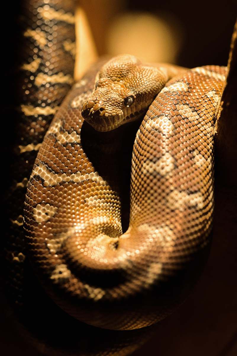  brown python 