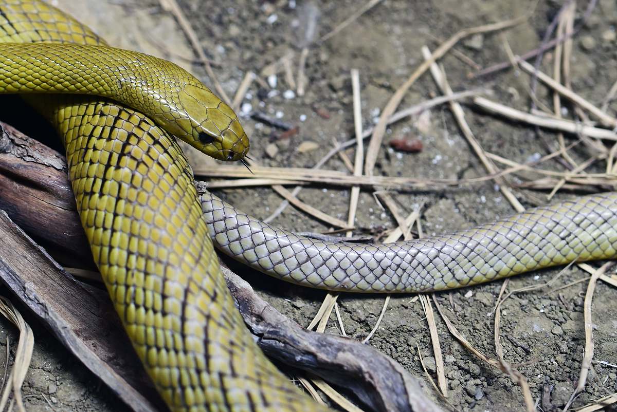 Green Snake Image Free Photo