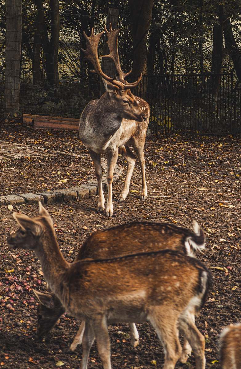 antelope  mammal