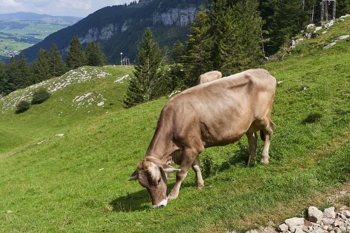 cow  cattle