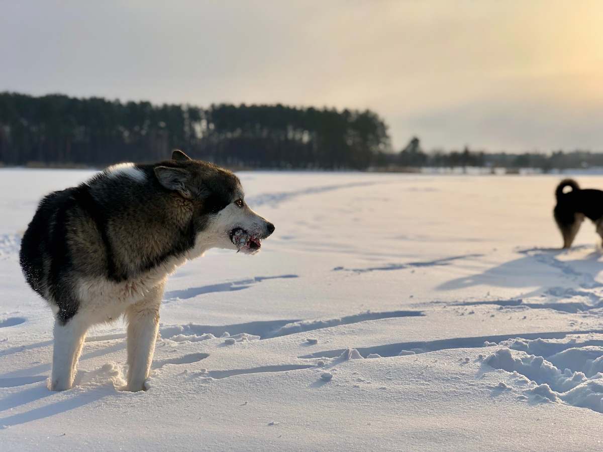 dog  canine