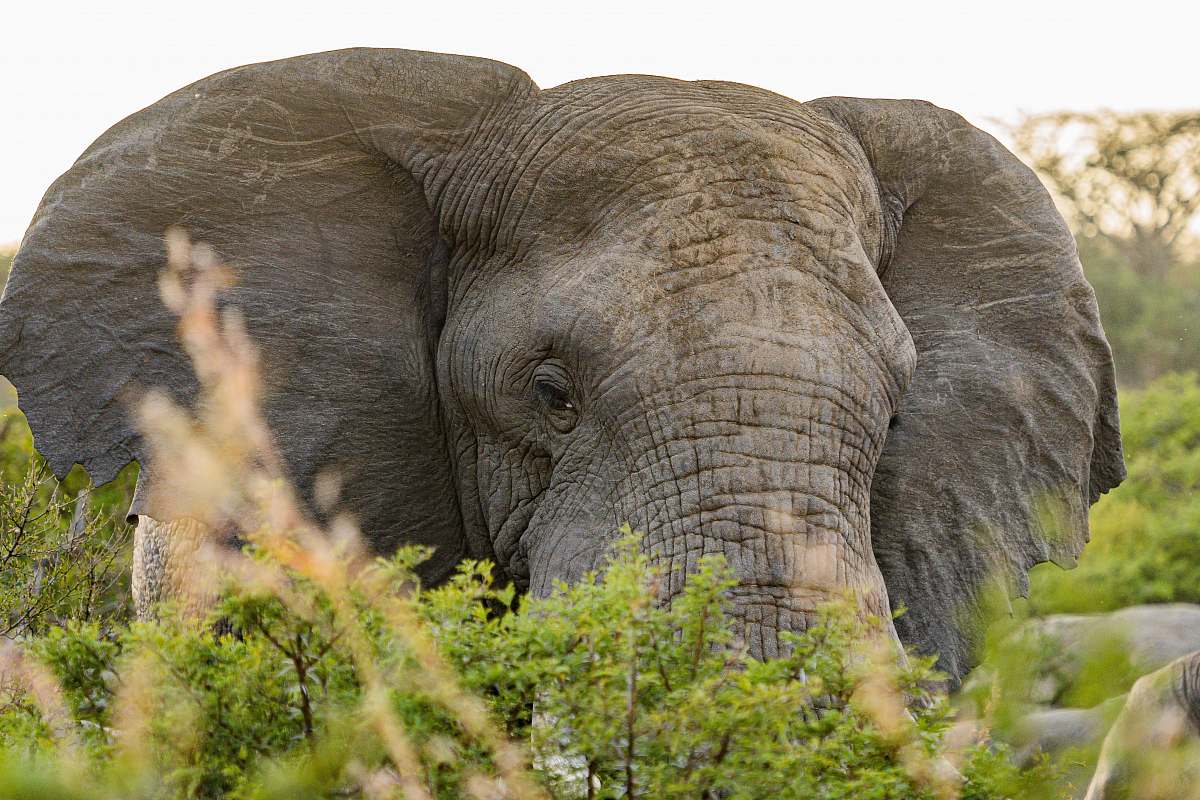 elephant  wildlife