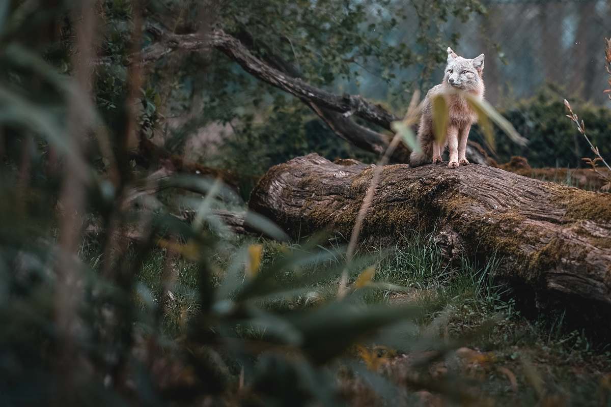 fox  kit fox
