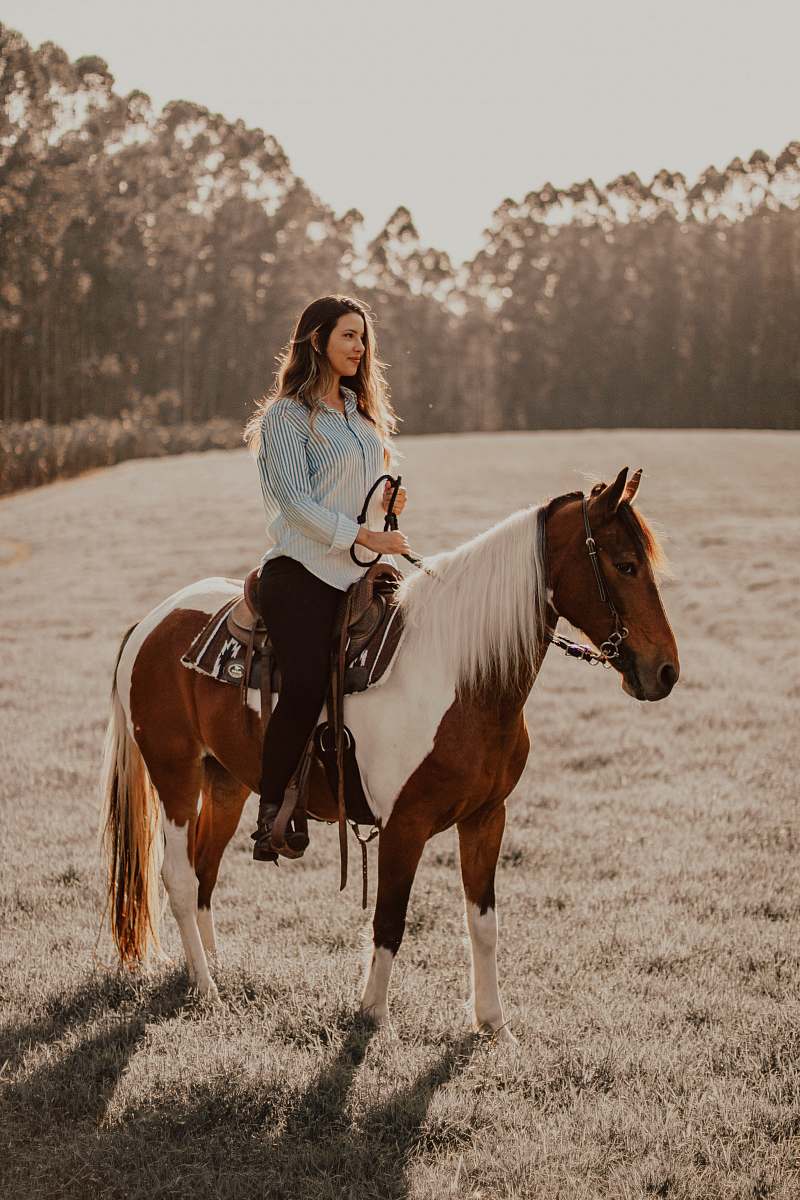 horse  mammal