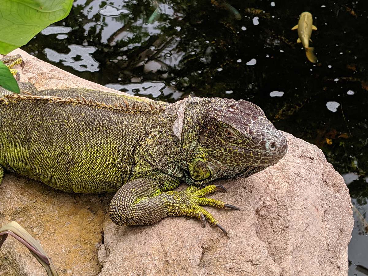 iguana  lizard