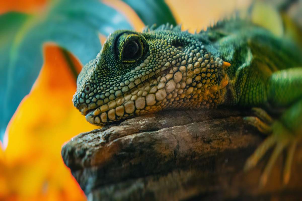 lizard  reptile