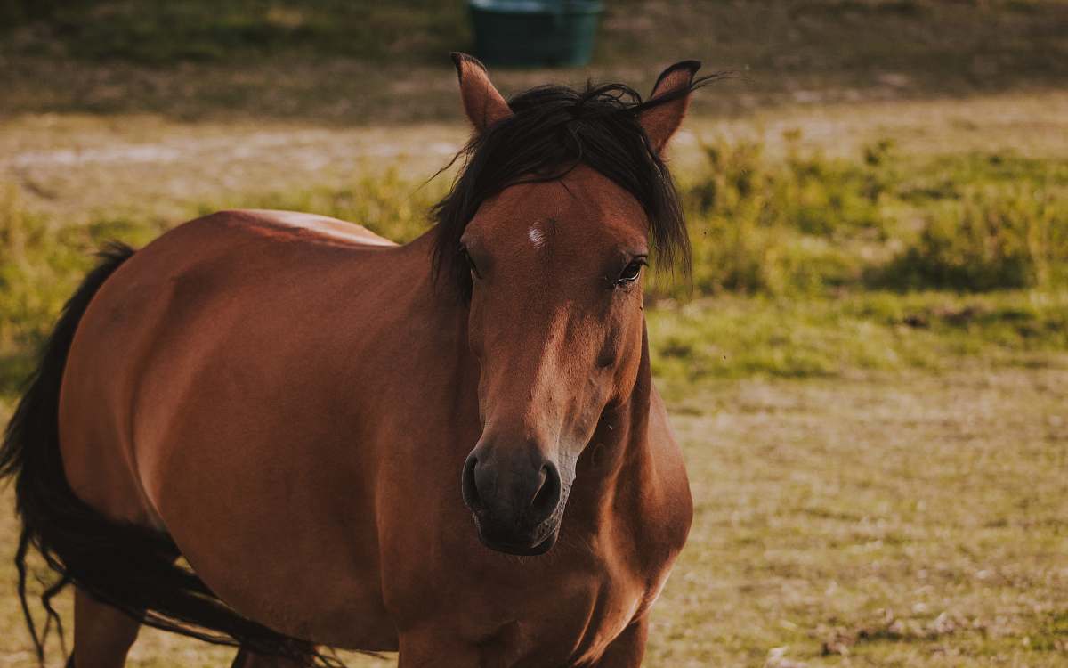 mammal  horse
