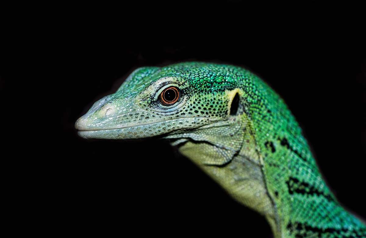 reptile  iguana