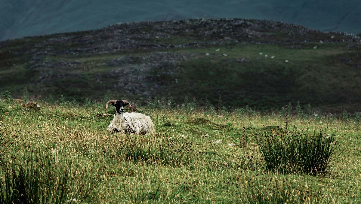sheep  mammal
