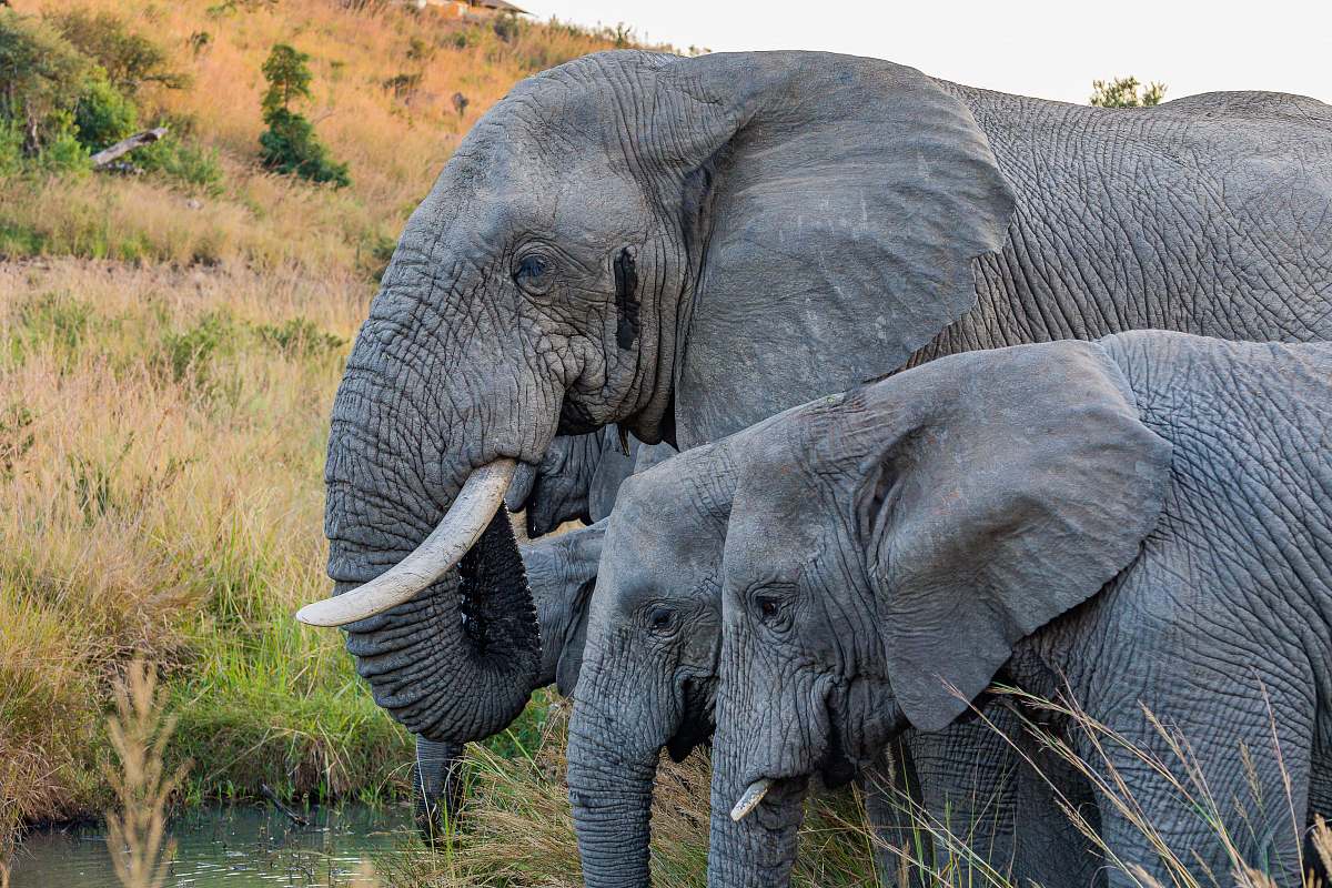 wildlife  elephant
