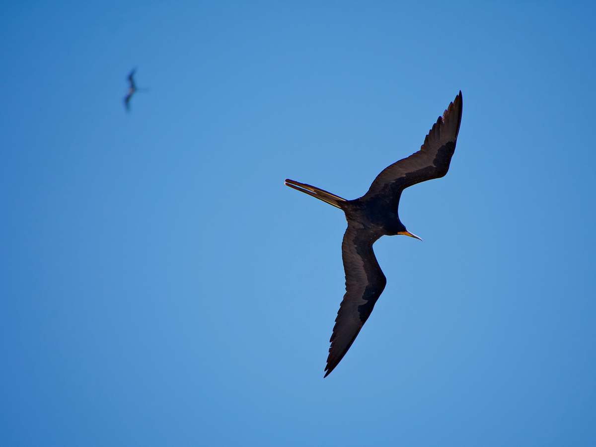 bird 2 black birds flying photo flying