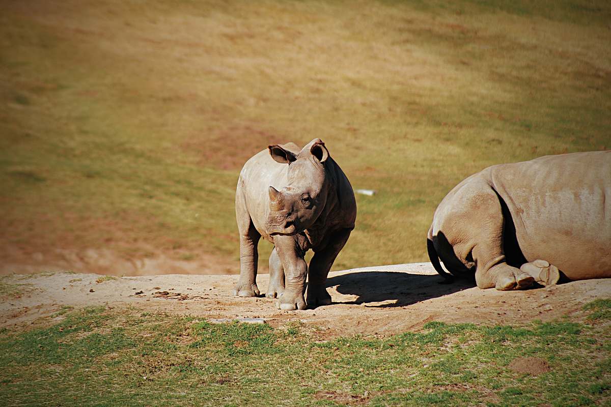 mammal 2 rhinoceros sun bathing wildlife