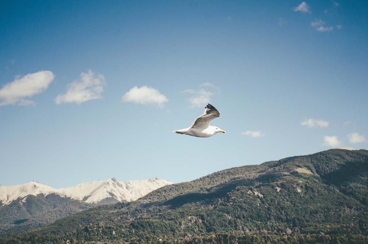 bird a white bird in flight flying