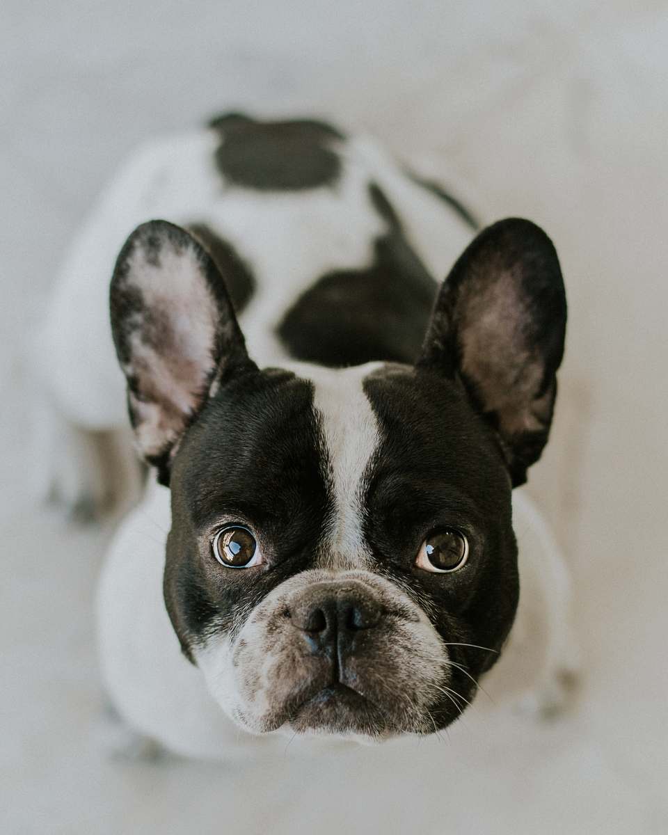dog adult Boston terrier sitting on white surface pet
