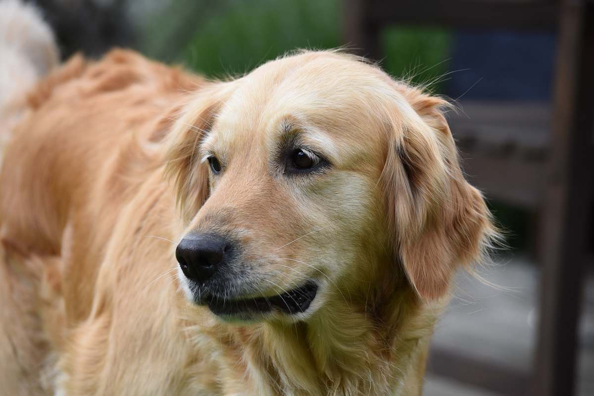 dog adult brown Labrador retriever golden retriever