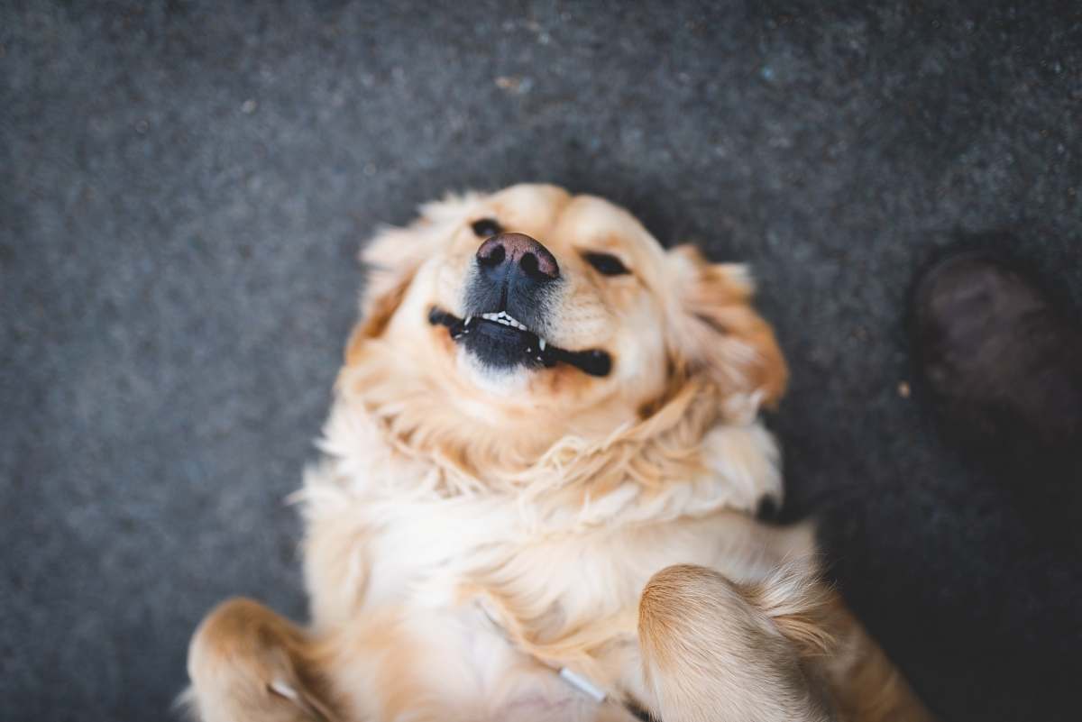 dog adult cream golden retriever laying on floor pet