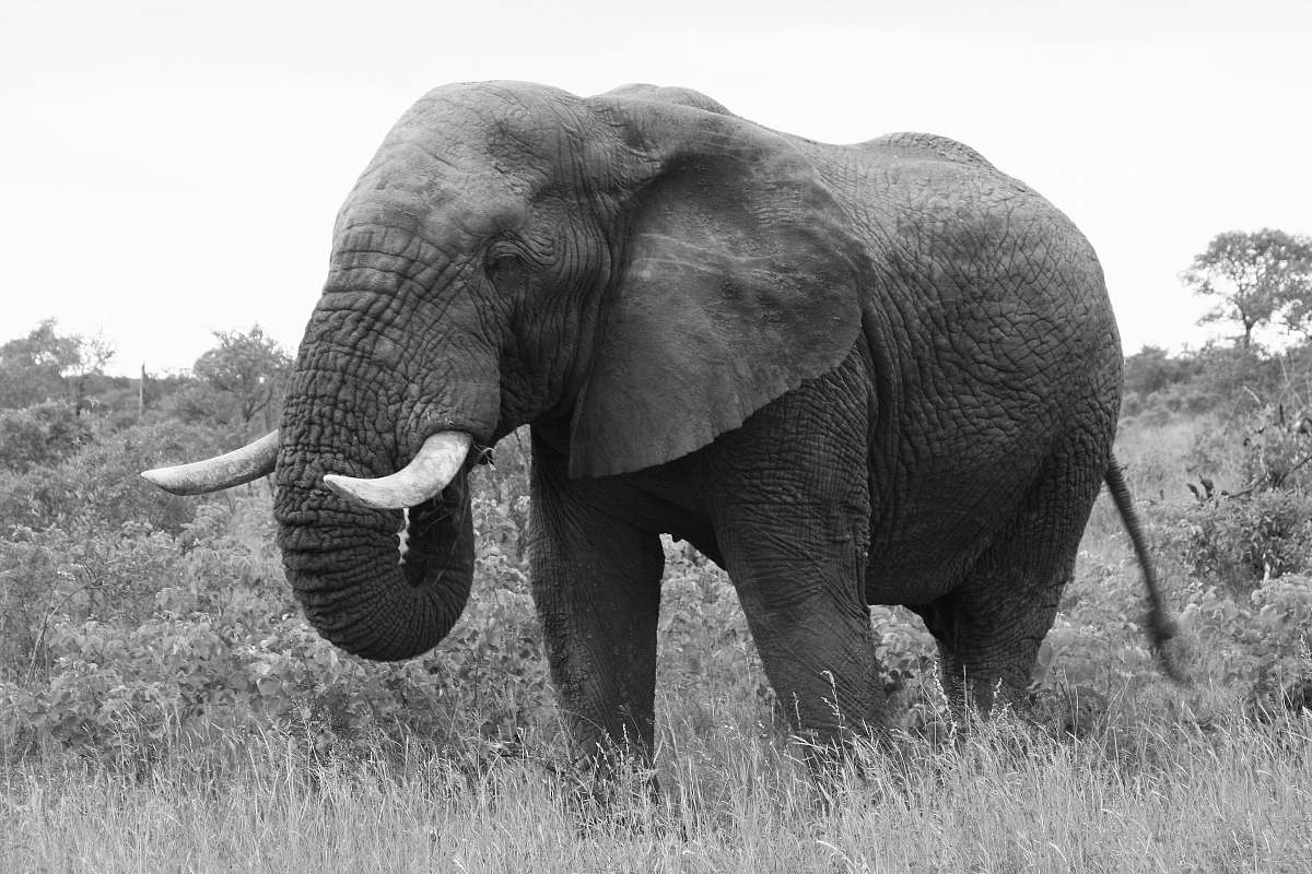 black-and-white adult elephant eating on grass during day elephant