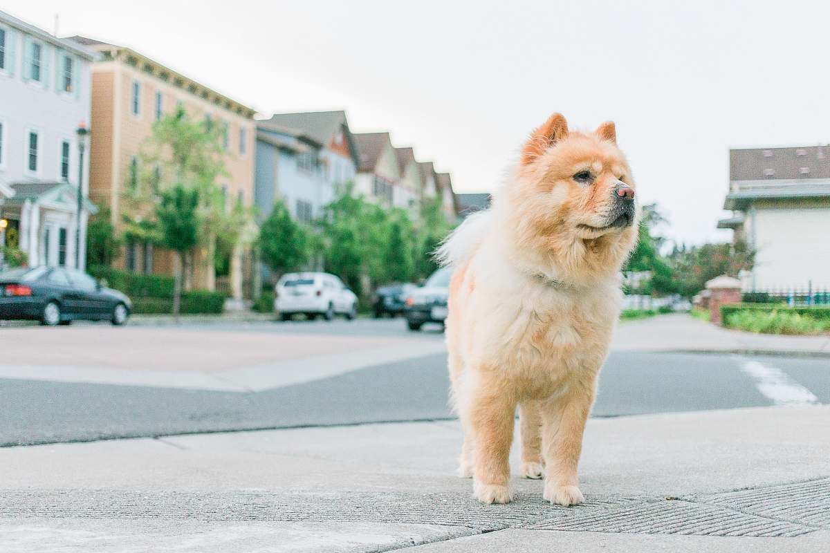 dog adult tan chow chow on pavement chow