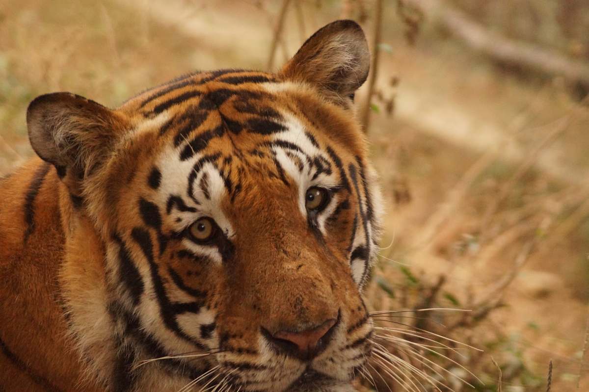mammal adult tiger on brown field tiger