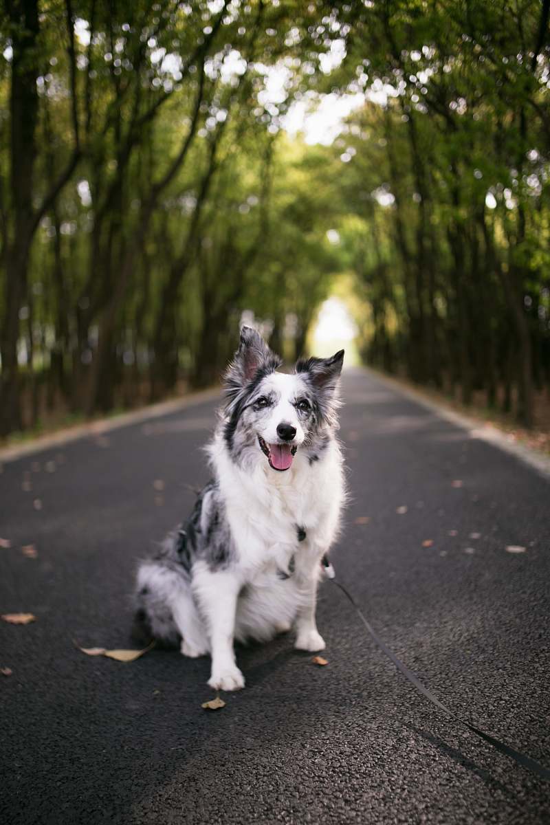 strap adult white and black Australian shepherd in road during daytime canine