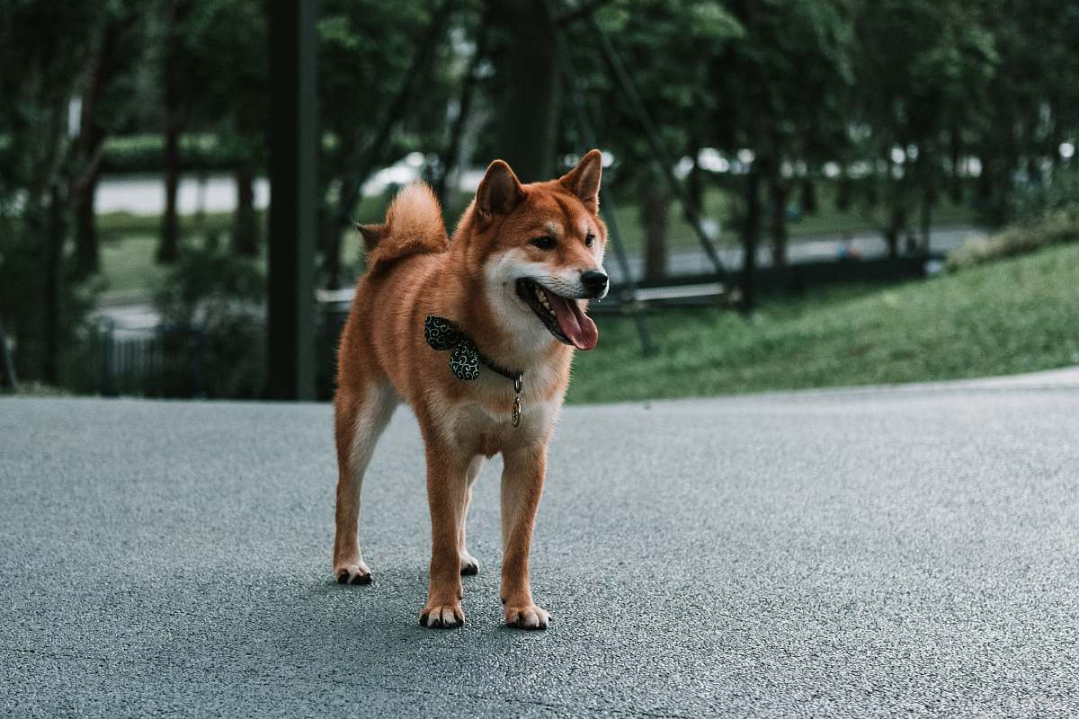 pet Akita dog on street dog