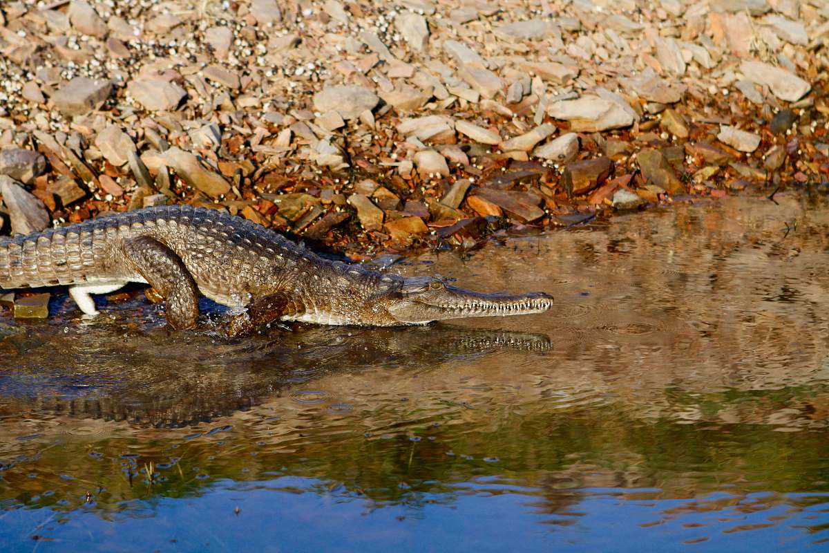 lizard alligator near water reptile