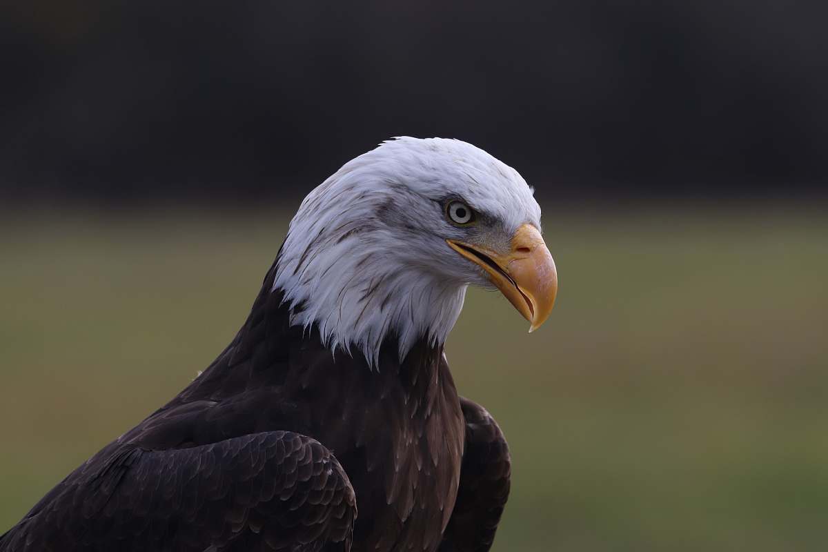 bird American eagle during daytime eagle