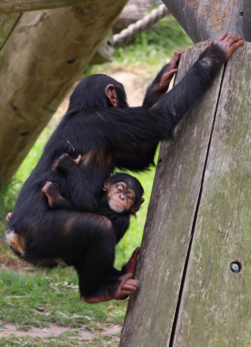 mammal baby hugging chimpanzee hanging on wooden frame ape